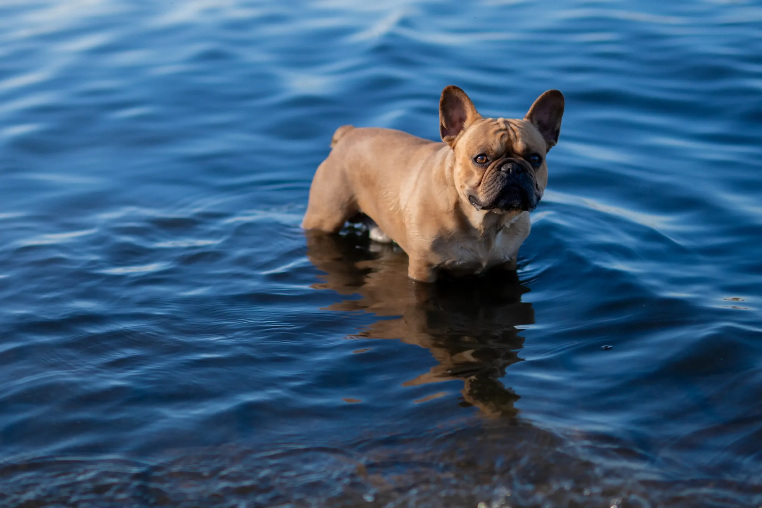 Hund im Wasser am Ufer in Duisburg